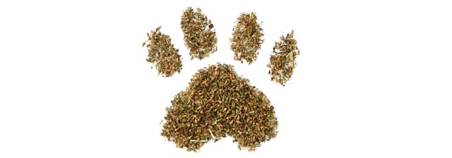 PetCatnip