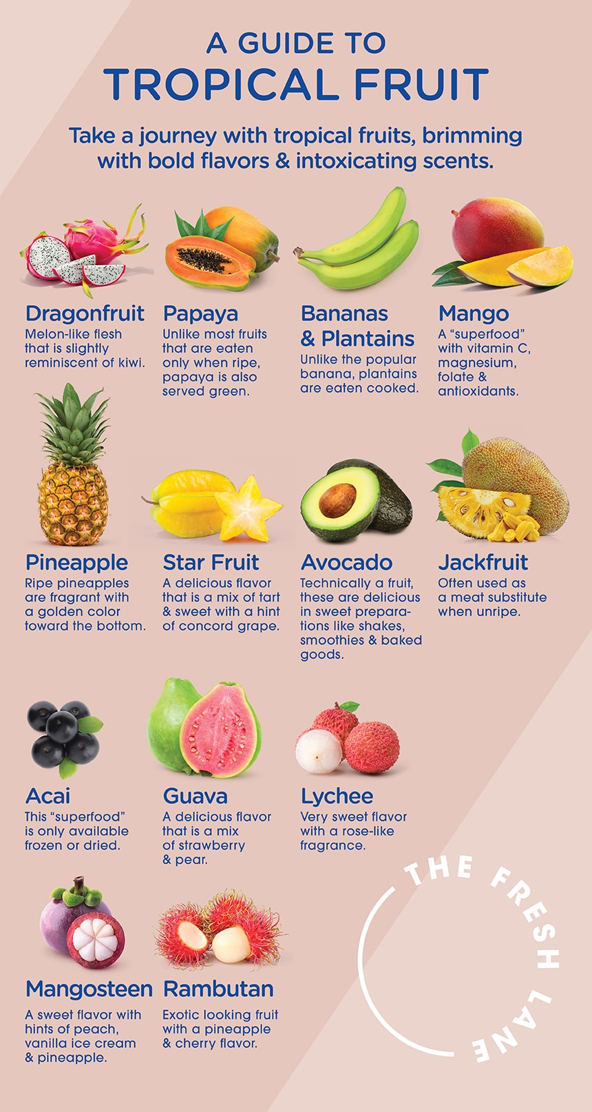 Tropical Fruit Infographic