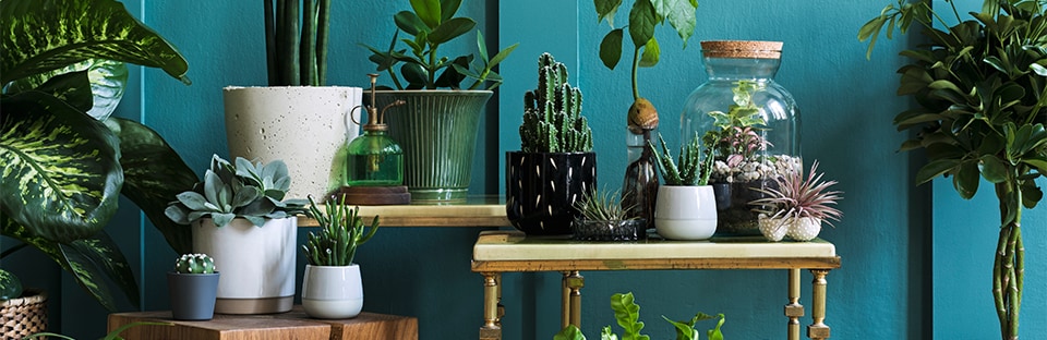 Common house plants