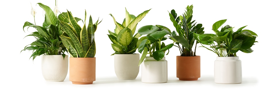 8 Common Houseplants (And How to Care for Them)