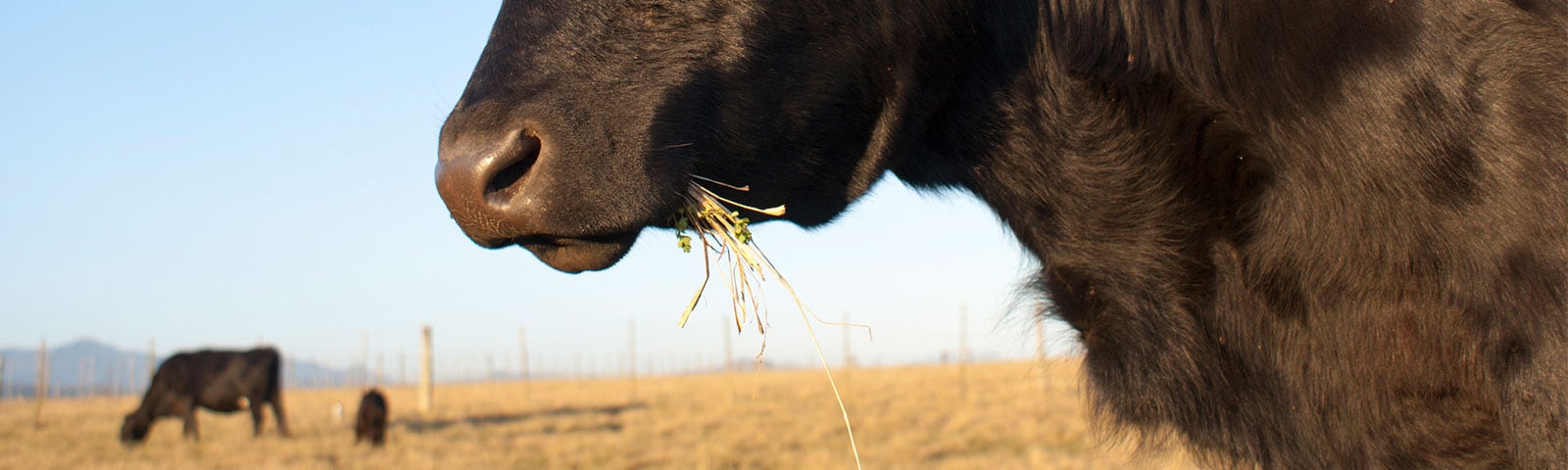 Cows grazing in a field