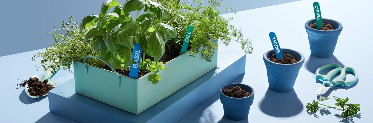 Cultivating Flavor: DIY Herb Gardening for Beginners