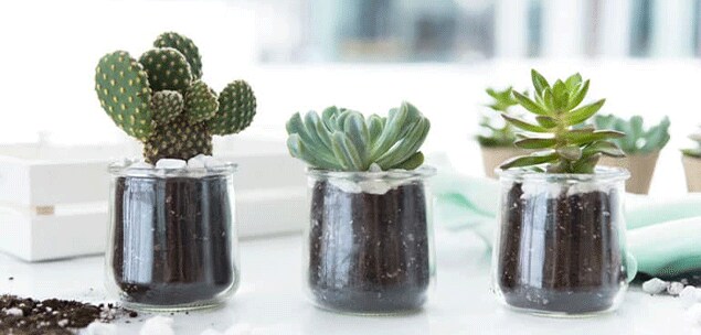 Succulents Succulents